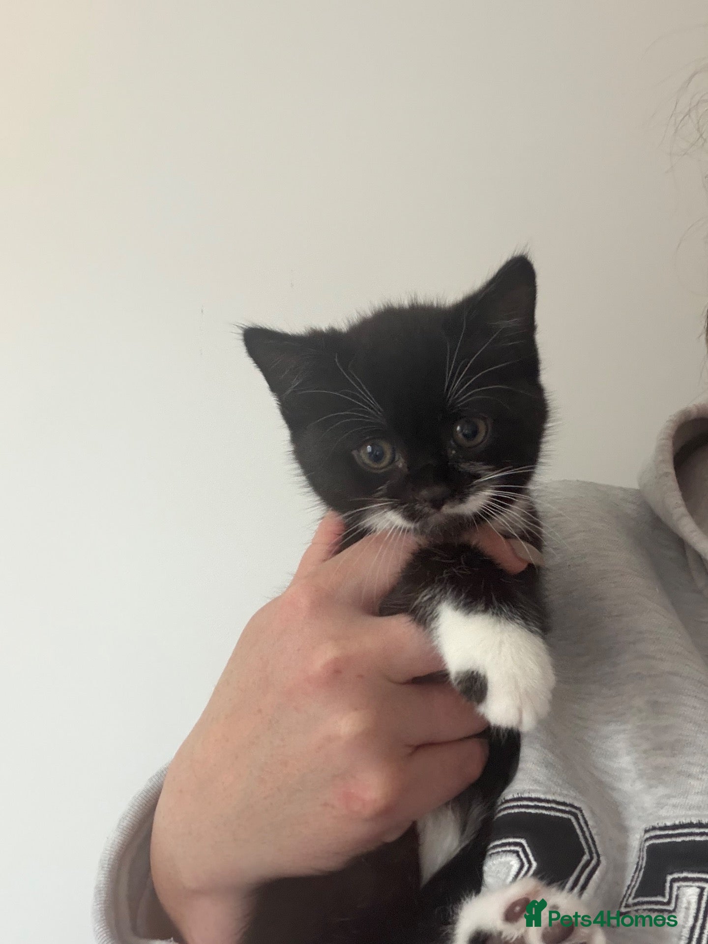 Domestic Shorthair cats Beautiful kittens looking for their forever home - Advert 2