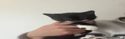 Domestic Shorthair cats for sale: Beautiful kittens looking for their forever home - Advert 1