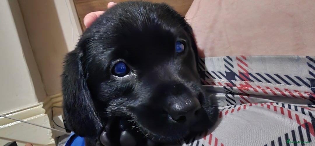 Labrador Retriever dogs for sale: Black female lab pup - Image 5
