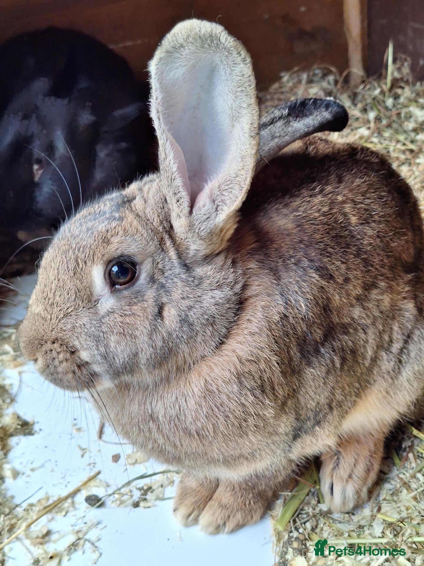 Continental Giant rabbits Young female giants looking for loving homes - Advert 1