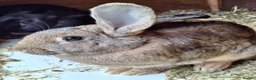 Continental Giant rabbits for sale: Young female giants looking for loving homes in Preston - Advert 1
