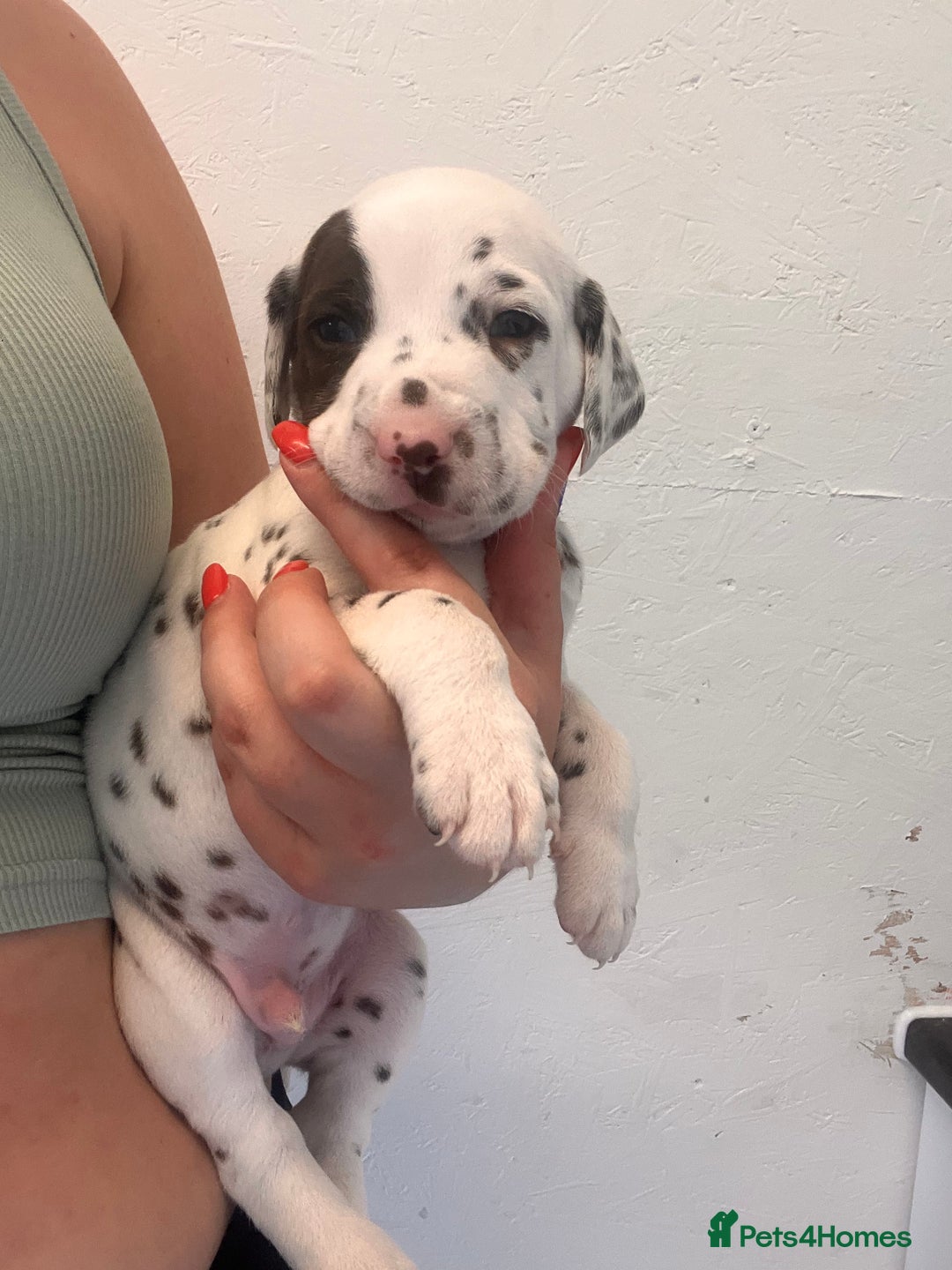 Dalmatian dogs for sale: 🐶 Stunning Dalmatian Puppies Ready 28th August 🐶 - Image 31