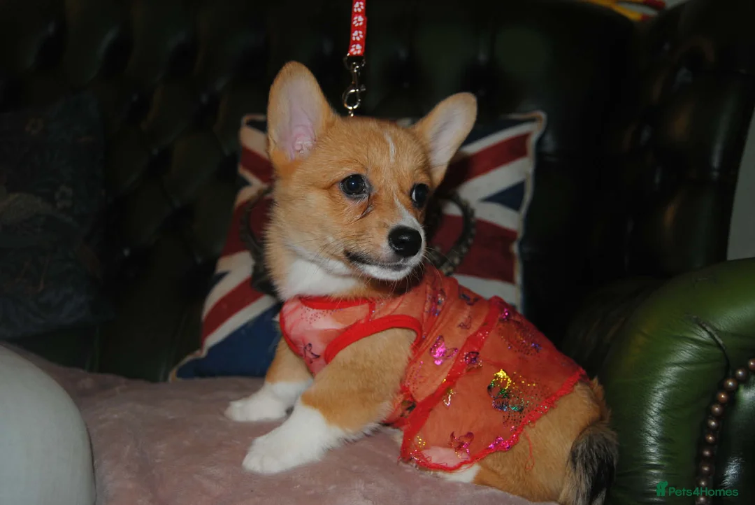Welsh Corgi Pembroke dogs for sale: Are Beautiful Girls Storm/Darling/Petal - Advert 6