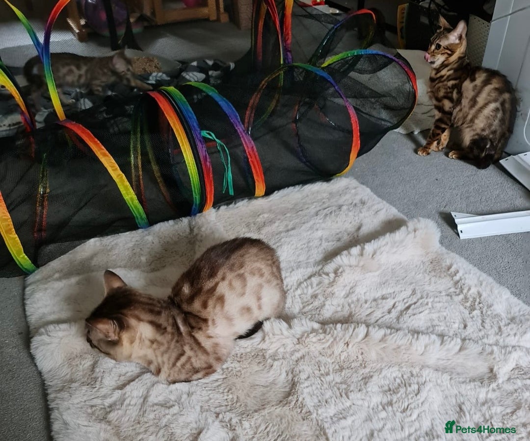 Bengal cats for sale: Beautiful Bengal Boy - Advert 5