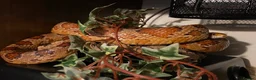 Corn Snake reptiles for sale: Simon the Cornsnake - Advert 4
