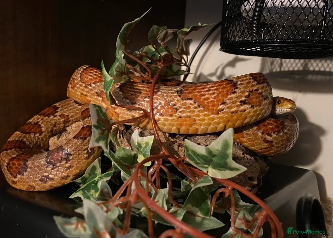 Corn Snake reptiles for sale: Simon the Cornsnake - Advert 4
