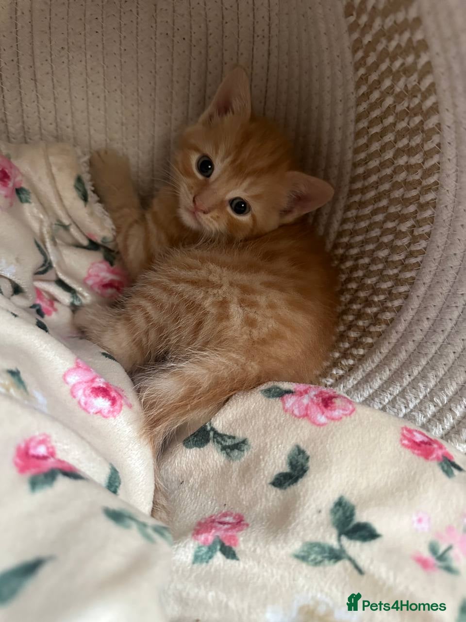 Domestic Shorthair cats Ginger & tortoiseshell kittens looking for homes  - Advert 4