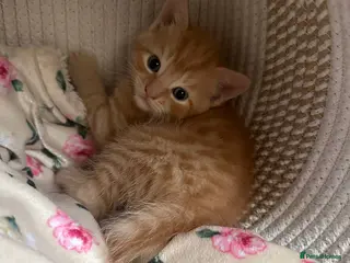 Domestic Shorthair cats Ginger & tortoiseshell kittens looking for homes - Advert 4