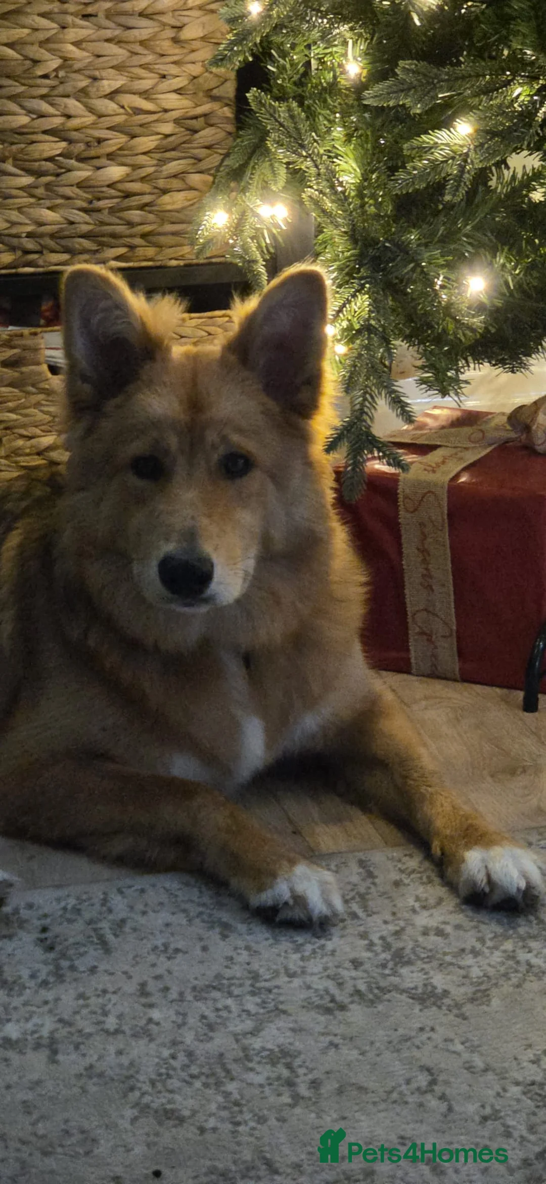 Mixed Breed dogs for sale: Zelda - German Shepard X Husky X Border collie - Advert 4