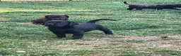Labrador Retriever dogs for sale: Royal Kennel club registered puppies - Advert 13