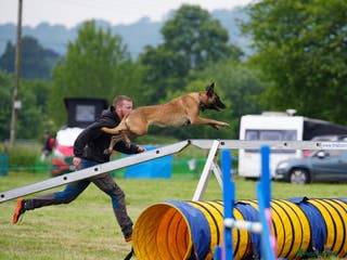 Belgian Shepherd Dog dogs KC Belgian Malinois pups - Advert 3