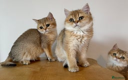 British Shorthair cats for sale: Golden Tipped BSH - last MalaMor Kittens  - Image 12