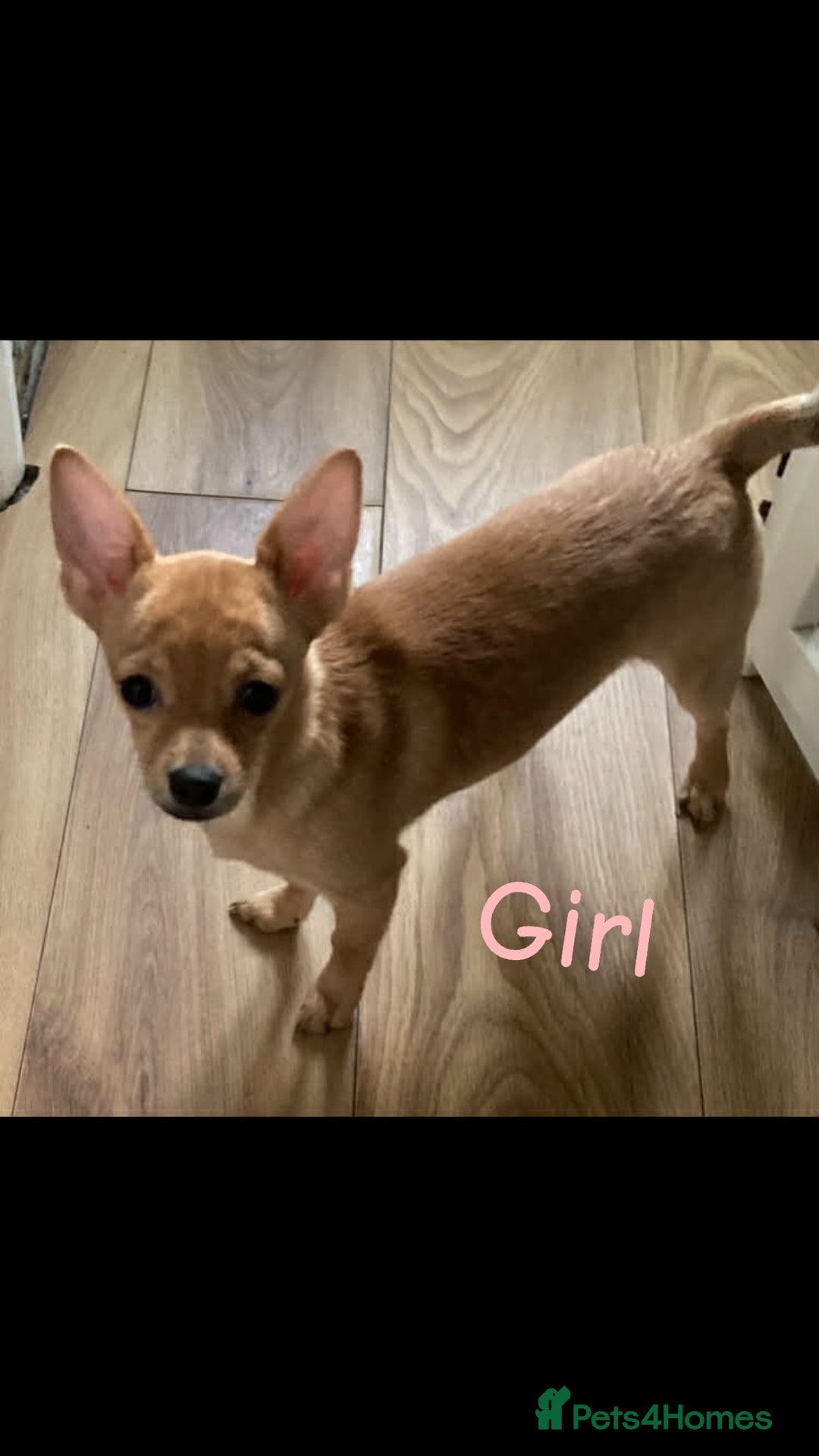 Mixed Breed dogs for sale: Jack x Chi x Poms - Advert 4