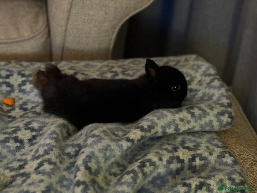 Netherland Dwarf rabbits for sale: Netherland Dwarf female black rabbit - Advert 5