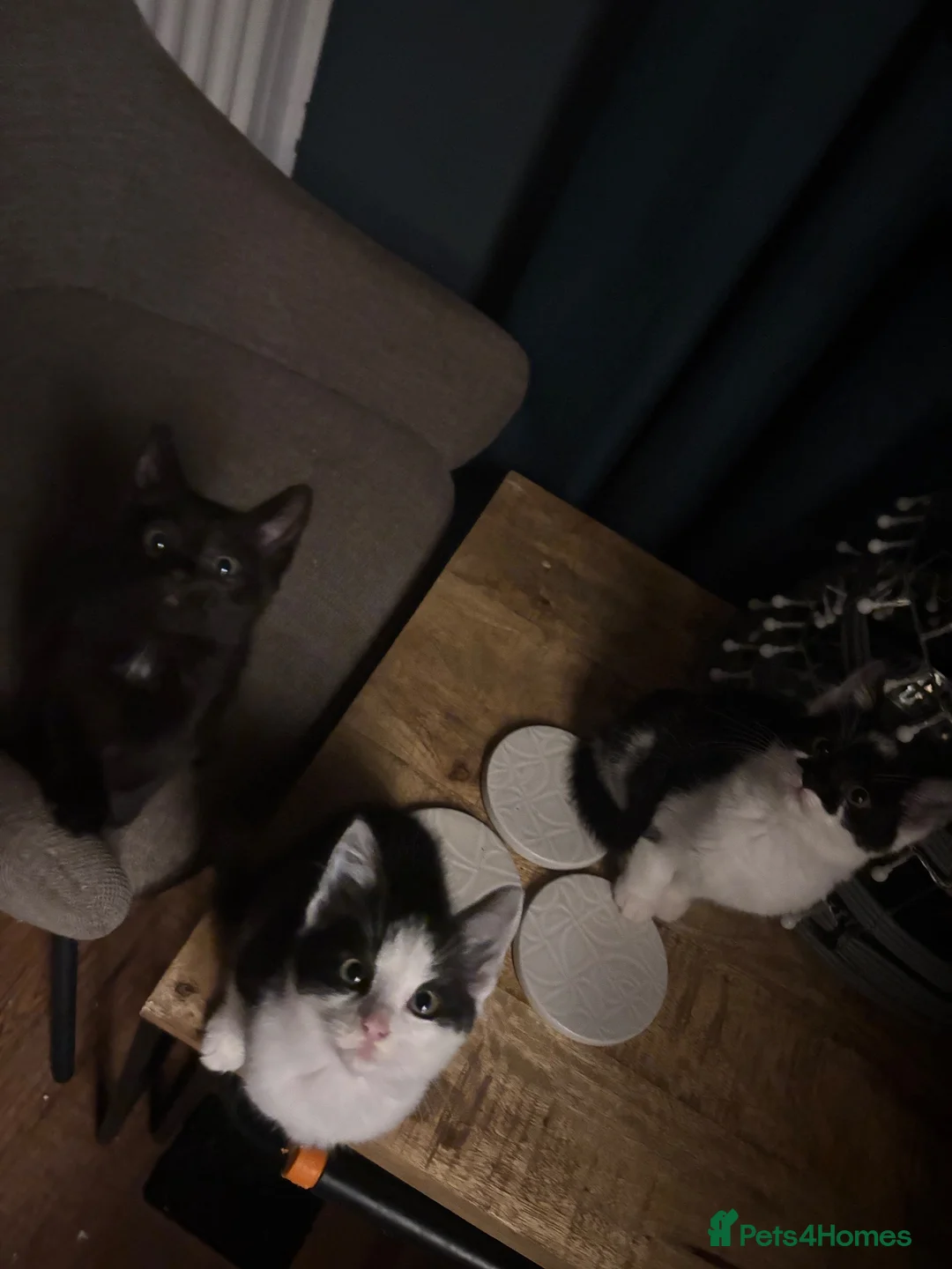 Mixed Breed cats for sale: Kittens for sale  - Advert 8