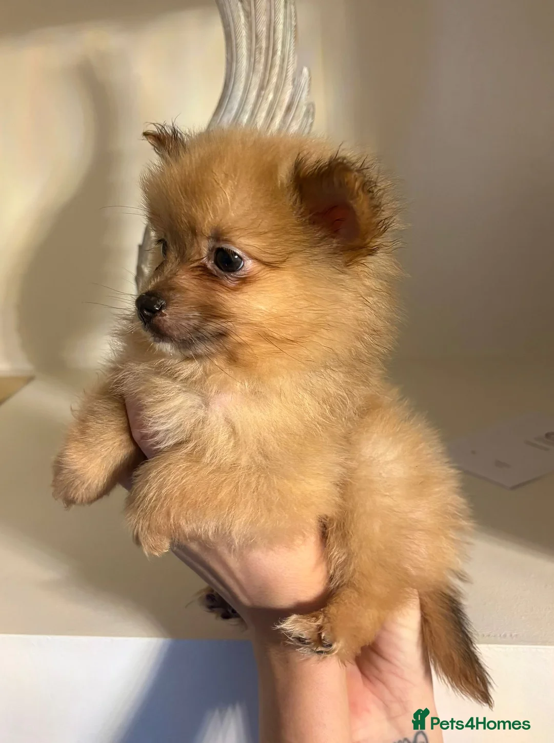 Pomeranian dogs for sale: Pomeranian puppies   - Advert 9