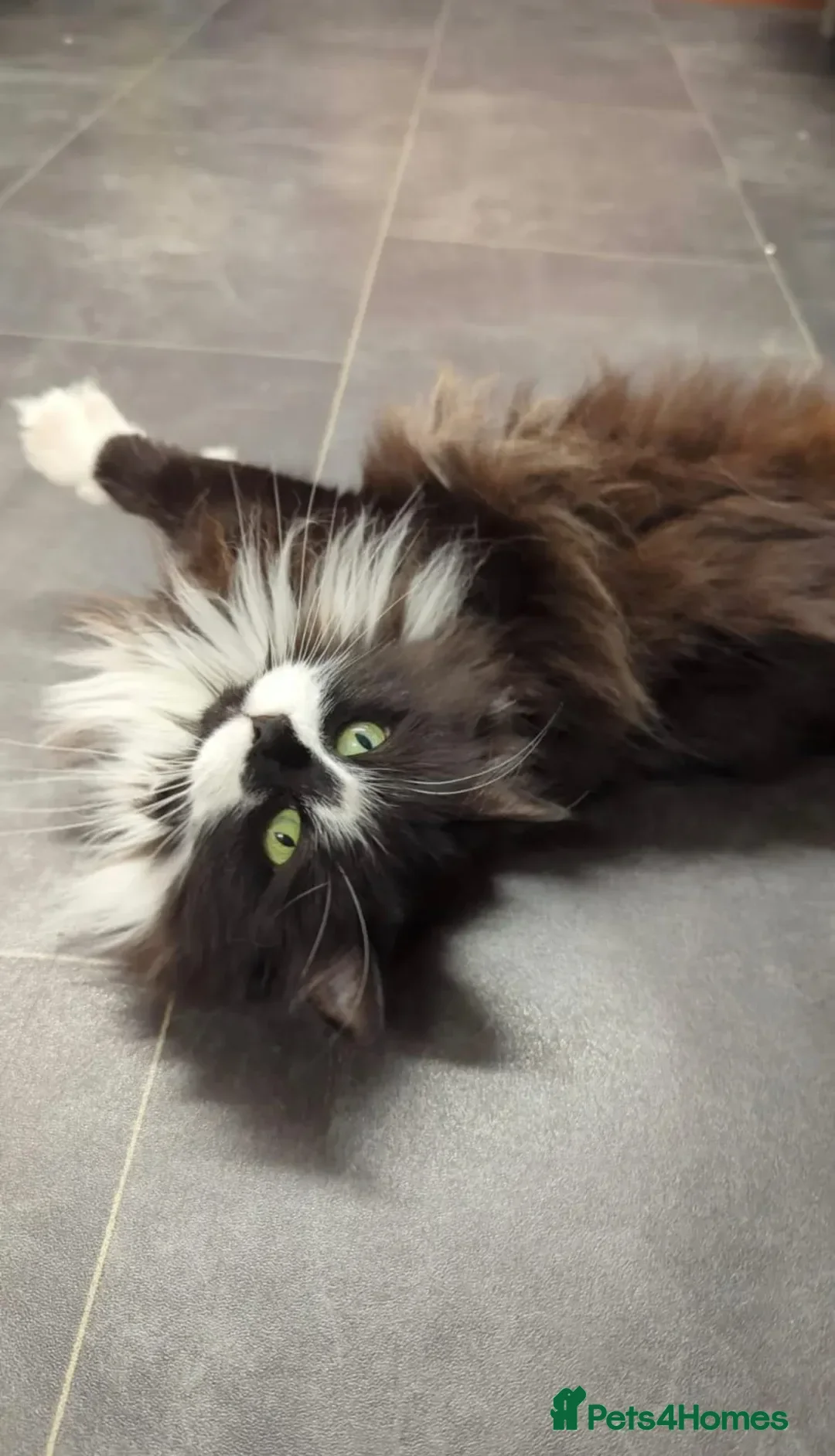 Ragdoll cats for sale: Alice and Layla two house cats to be rehomed - Advert 3