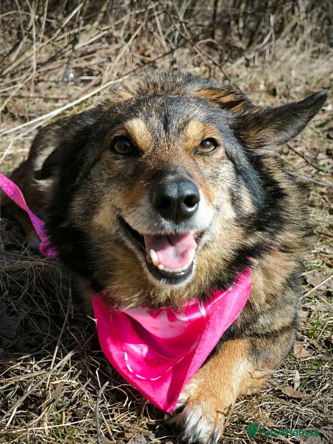 Mixed Breed dogs for adoption: ❤️BUFFY-BOO❤️ 5yo small size one-in-a-million girl - Advert 18