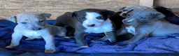 Whippet dogs for sale: Stunning whippet pups  - Advert 7