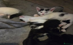 Mixed Breed cats for sale: Beautiful mixed breed littler  - Image 2