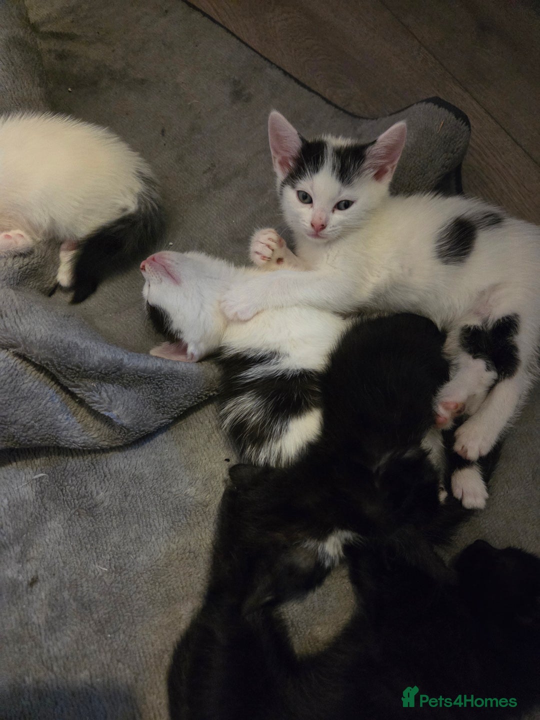 Mixed Breed cats for sale: Beautiful mixed breed littler  - Image 2