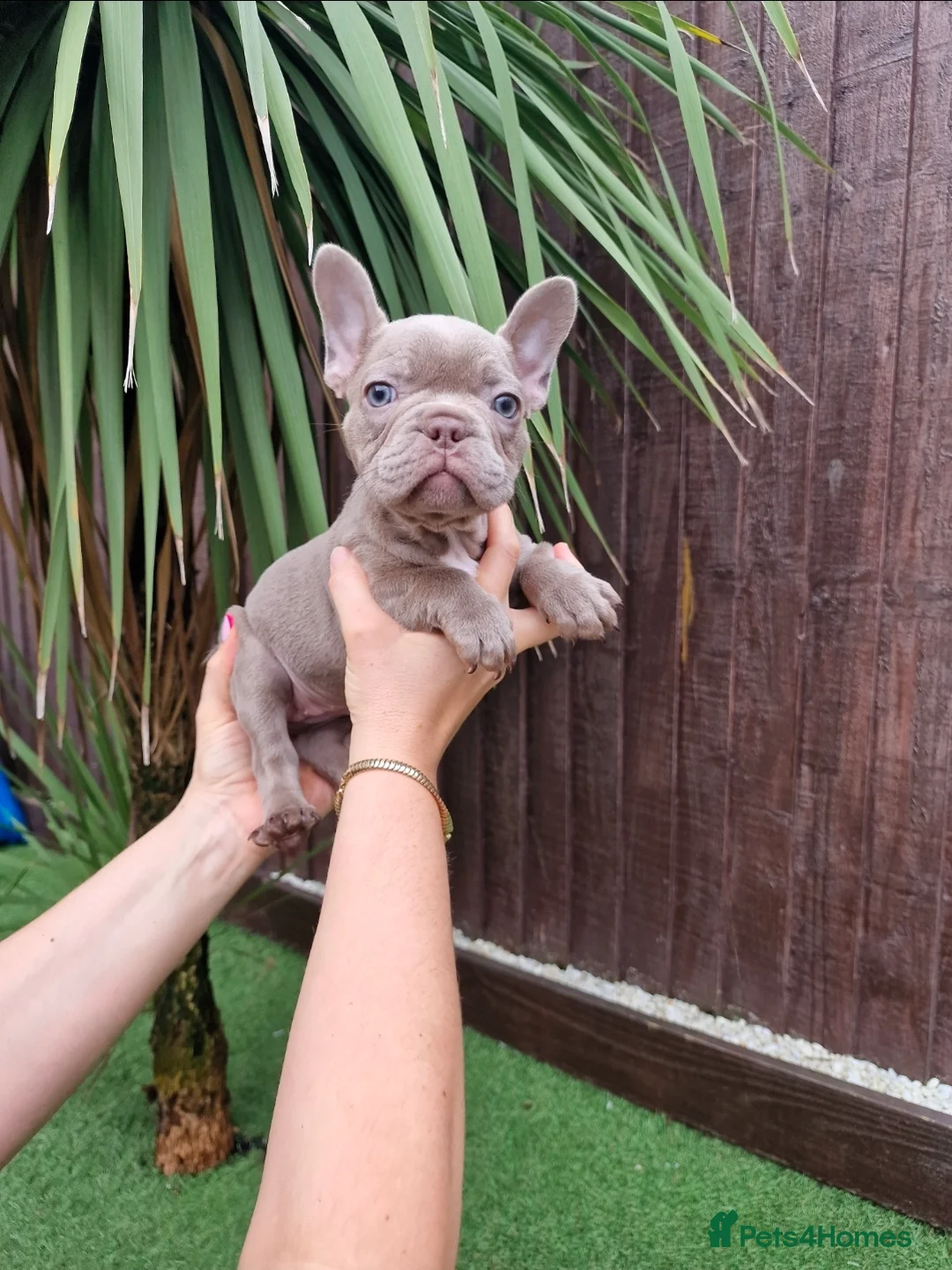 French Bulldog dogs for sale: French bulldog - Advert 4
