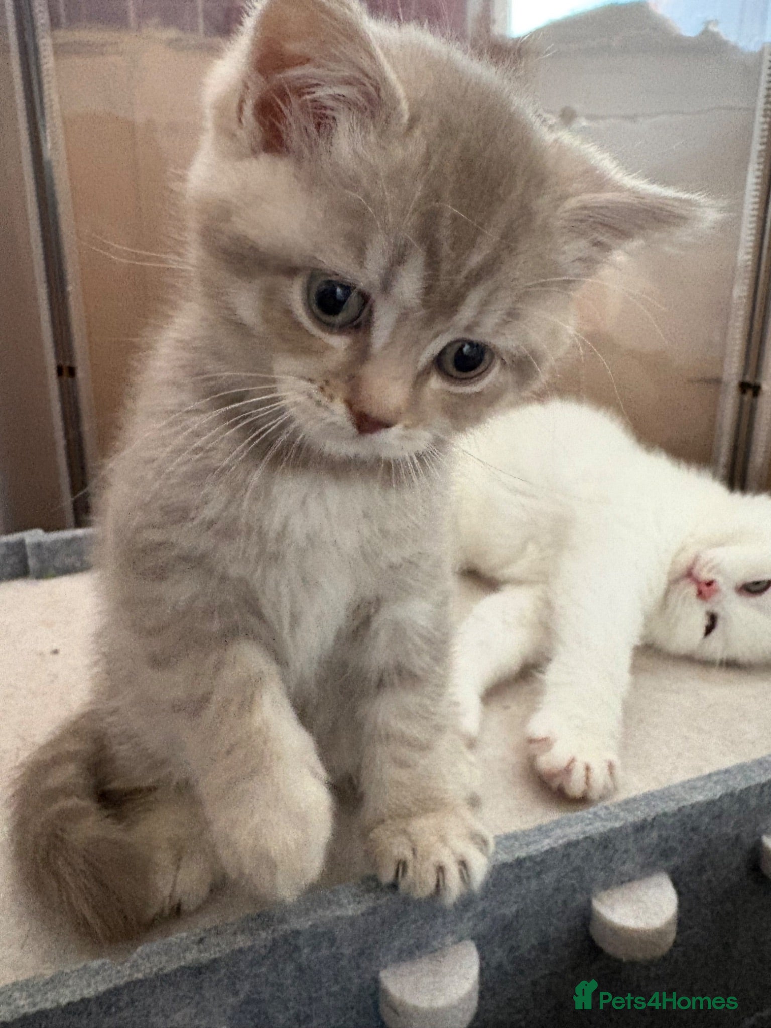 Mixed Breed cats Gorgeous British shorthair x Scottish fold - Advert 2