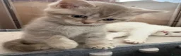 Mixed Breed cats for sale: Gorgeous British shorthair x Scottish fold - Advert 4