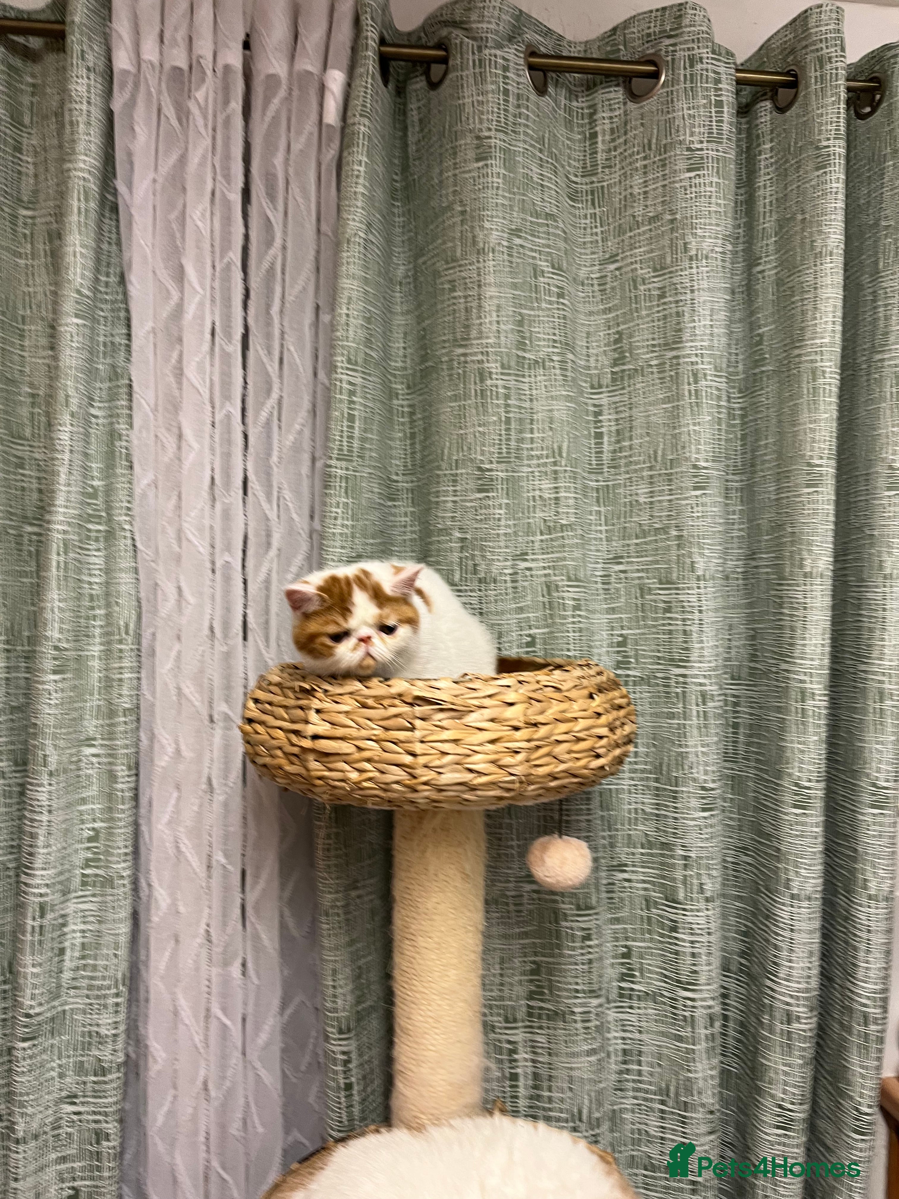 Exotic cats Exotic kittens  - Advert 1