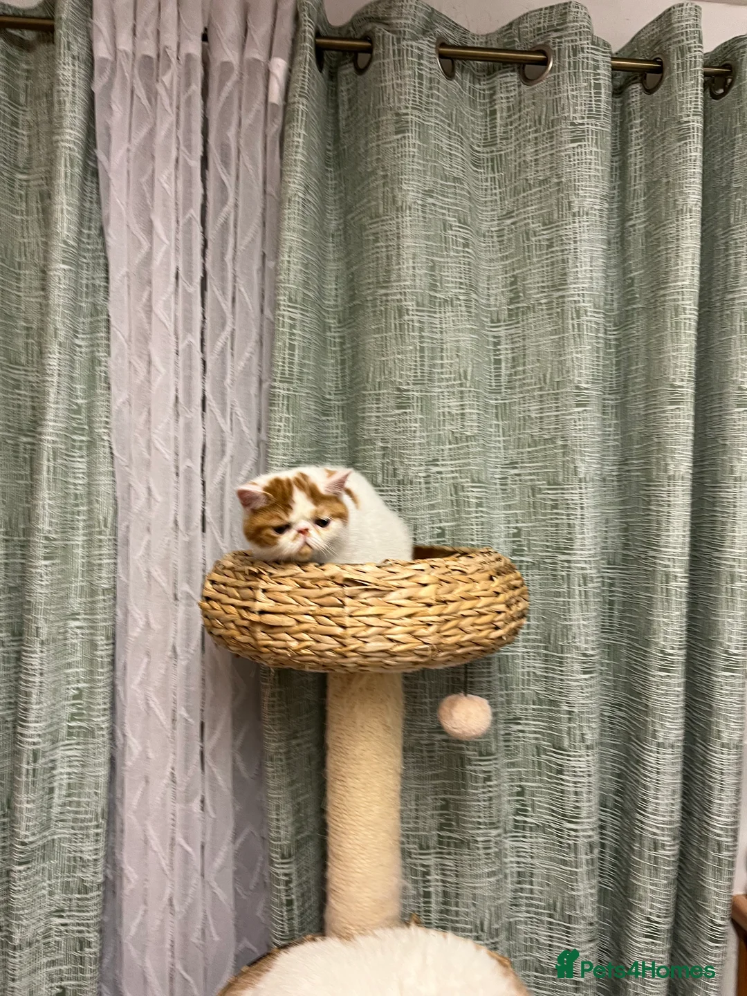 Exotic cats for sale: Exotic kittens  - Advert 1