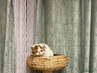 Exotic cats Exotic kittens - Advert 12