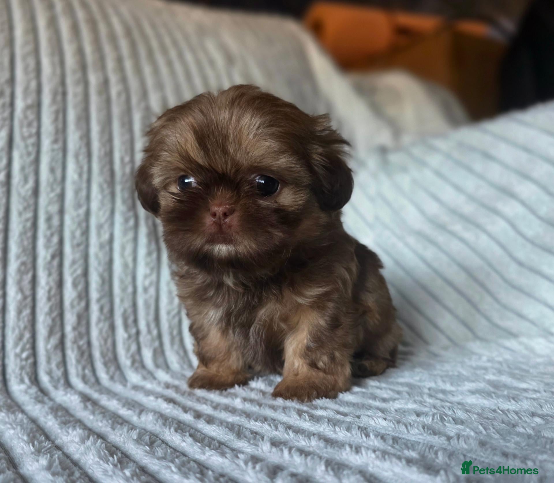 Shih Tzu dogs for sale: Chocolate Shih Tzu Puppies - Advert 6