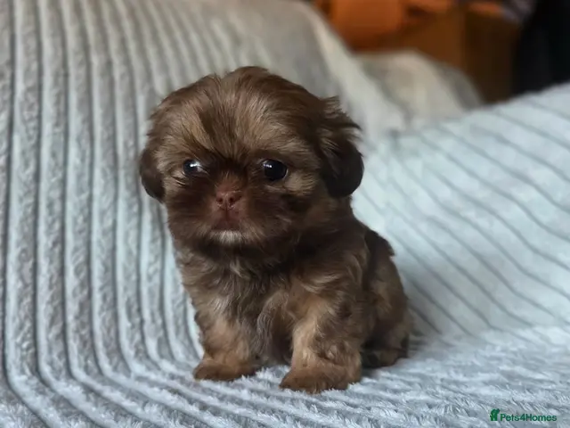 Shih Tzu dogs for sale: Chocolate Shih Tzu Puppies - Advert 1