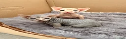 Sphynx cats for sale: Two female Canadian Sphynx kittens - Advert 3
