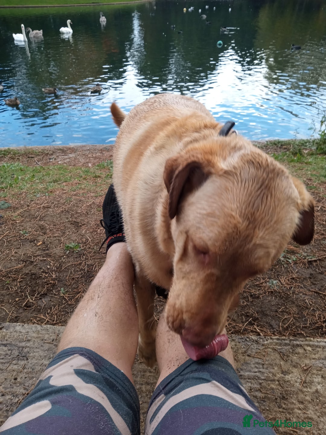 Labrador Retriever dogs for sale: Lucky - Image 4