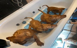 Labrador Retriever dogs for sale: Kc Labrador puppy ALLinjectionsfleawormchipinsured - Image 35