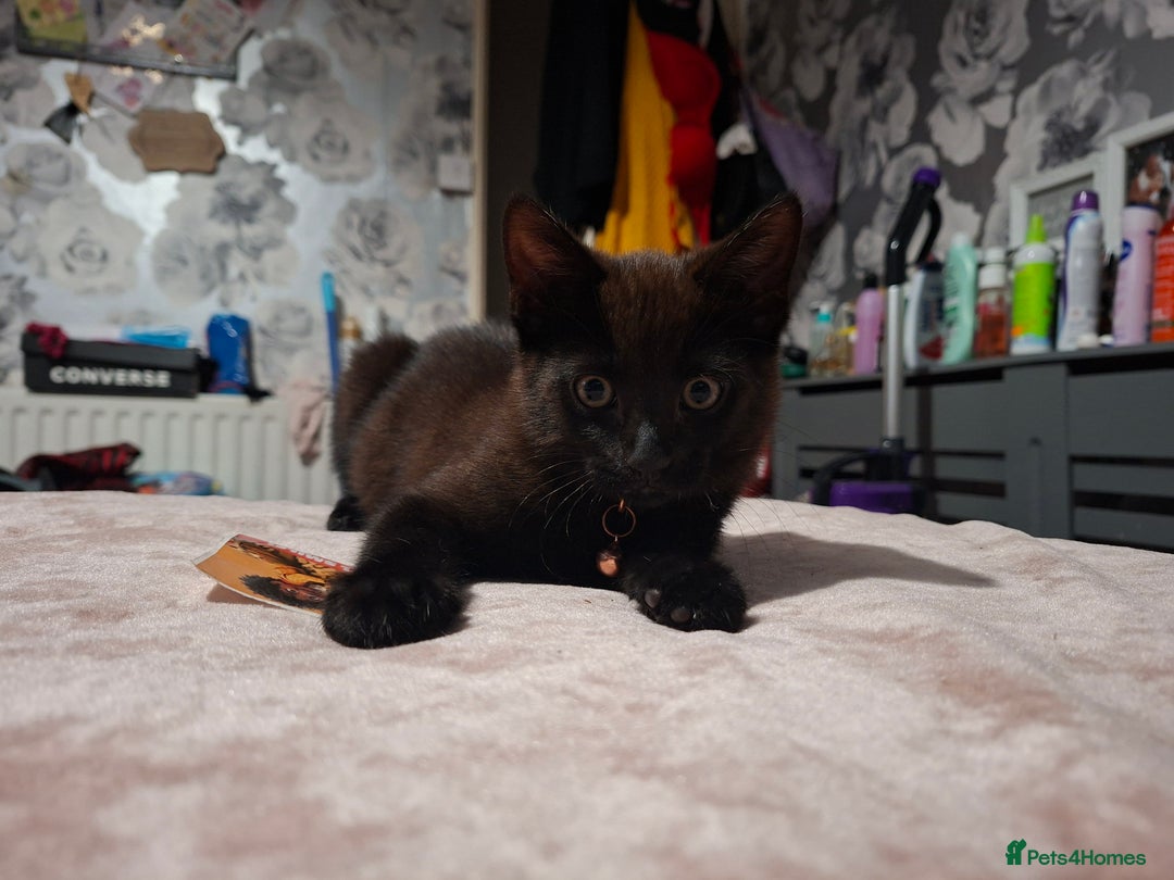 Mixed Breed cats for sale: Male kitten read to go  - Image 1