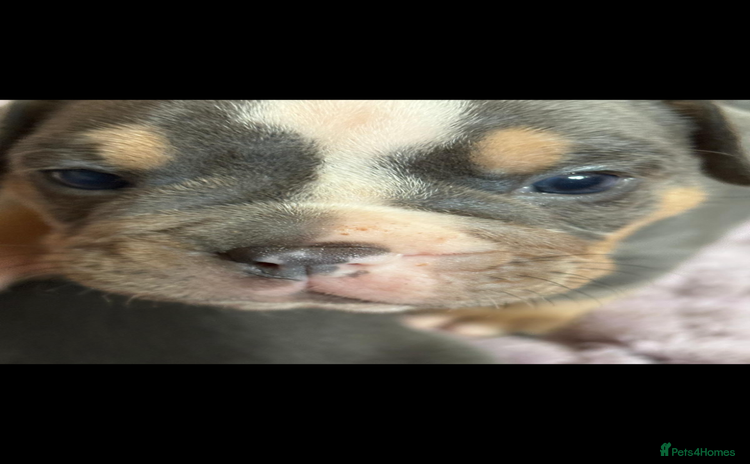 Olde English Bulldogge dogs - Advert 2