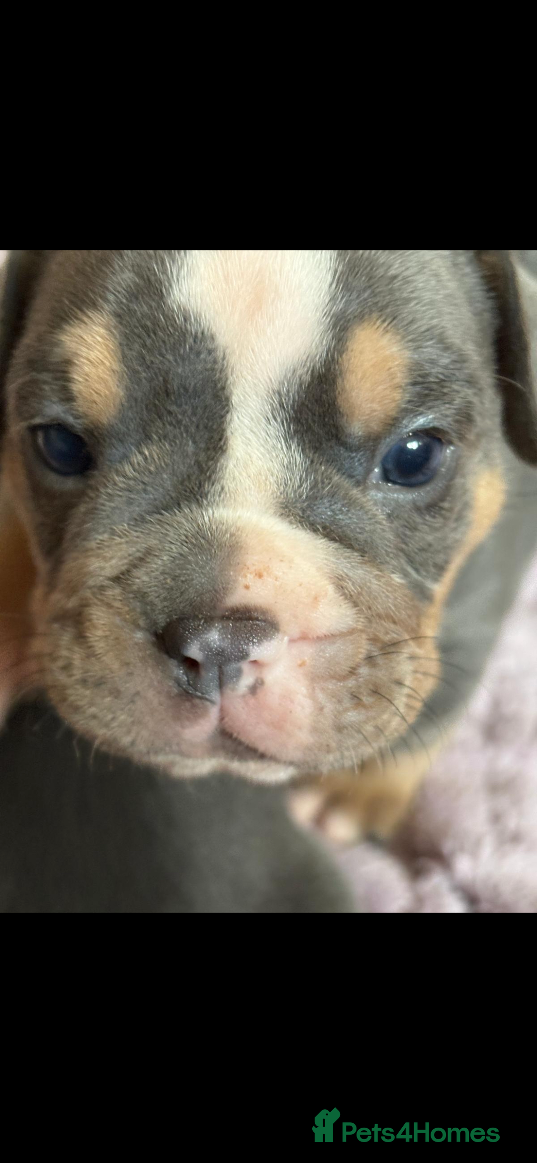 Olde English Bulldogge dogs for sale: ‼️⭐️LAST 2⭐️‼️OEB PUPS- Jabbed & Chipped - Image 21