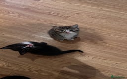 Domestic Shorthair cats for sale: 5 Tabby & Tuxedo kittens for sale - Image 24