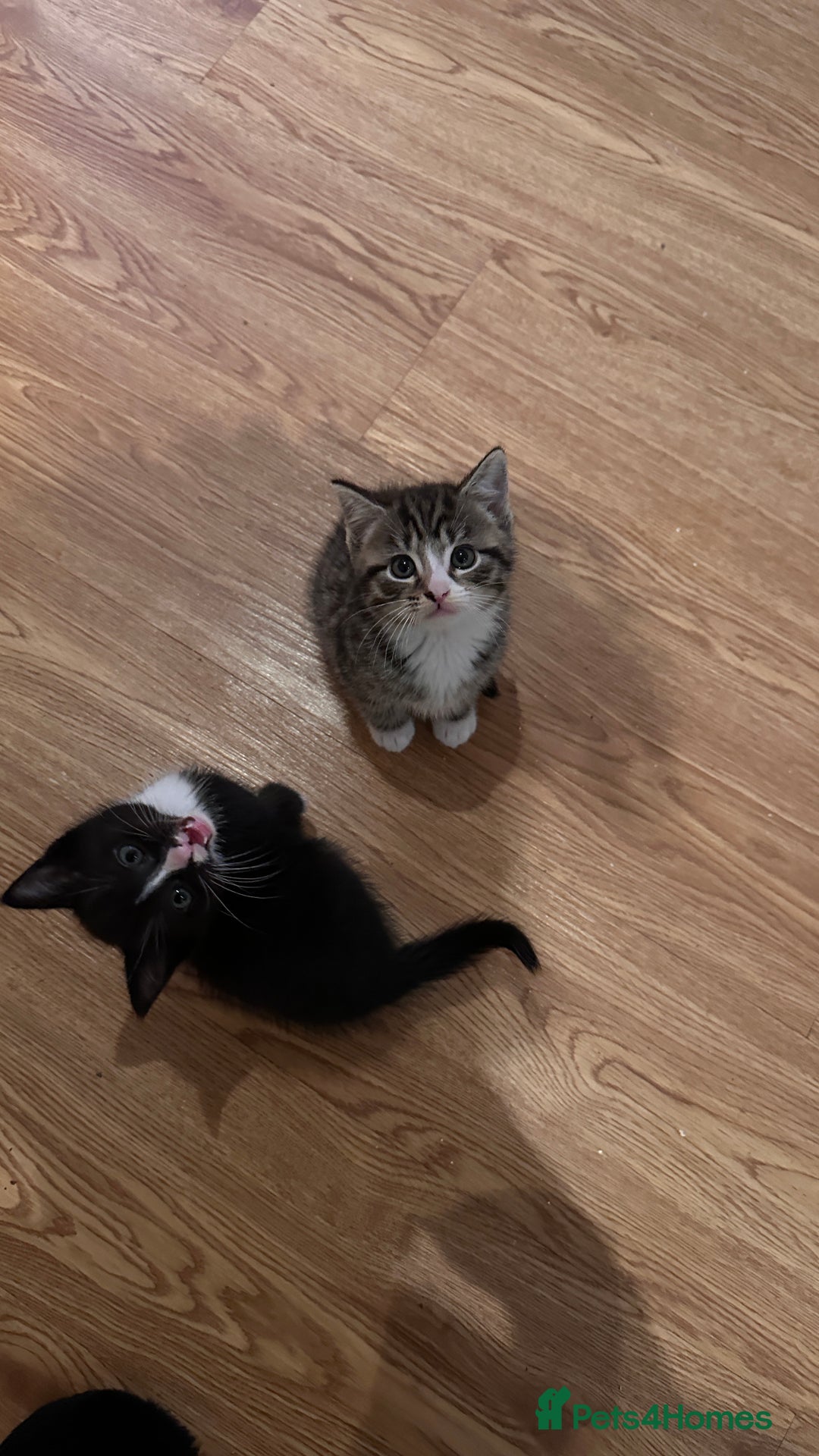 Domestic Shorthair cats for sale: 5 Tabby & Tuxedo kittens for sale - Image 24