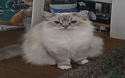 Ragdoll cats for sale: Amazing Ragdoll Babies - Image 6