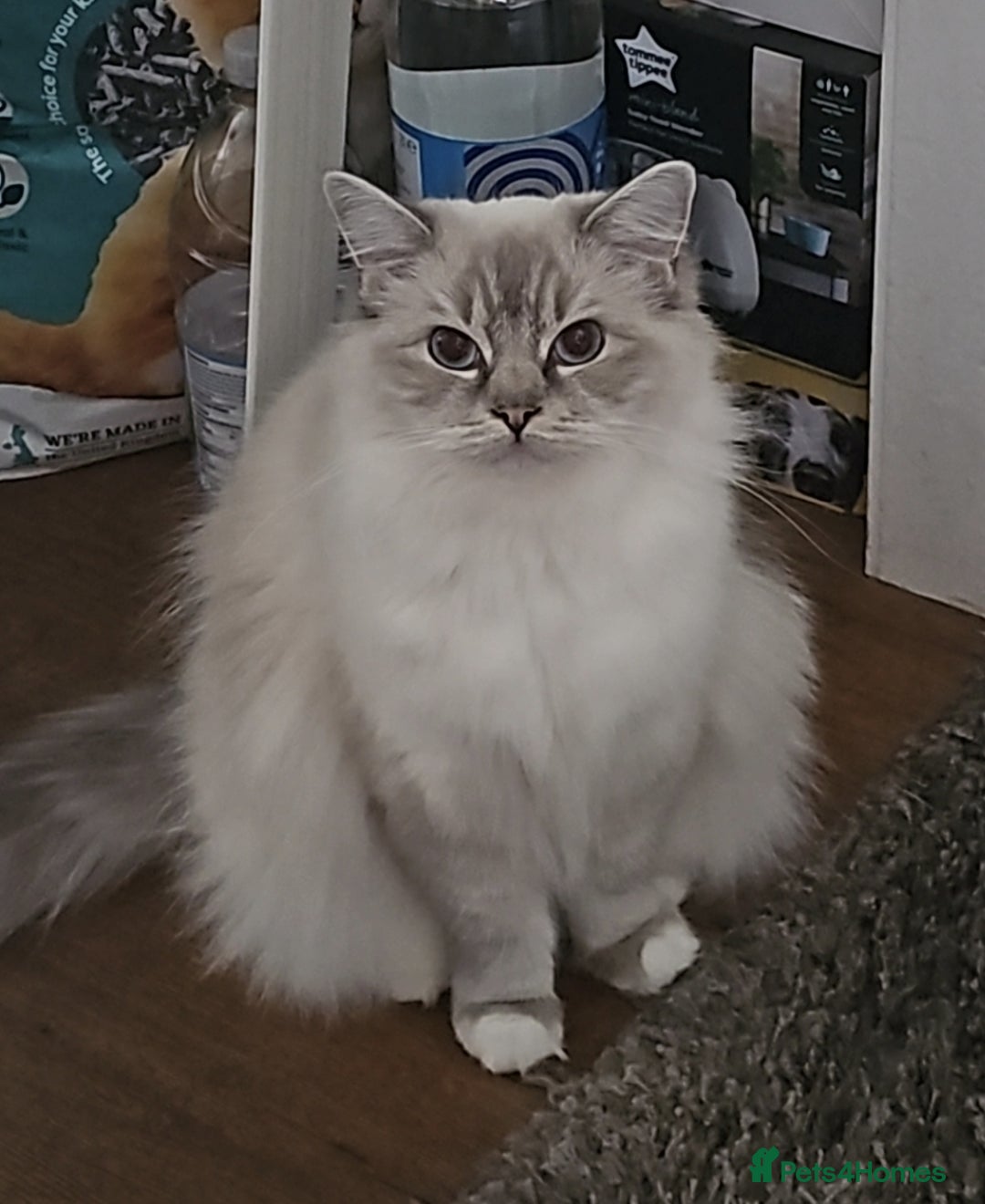 Ragdoll cats for sale: Amazing Ragdoll Babies - Image 6