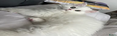 Persian 