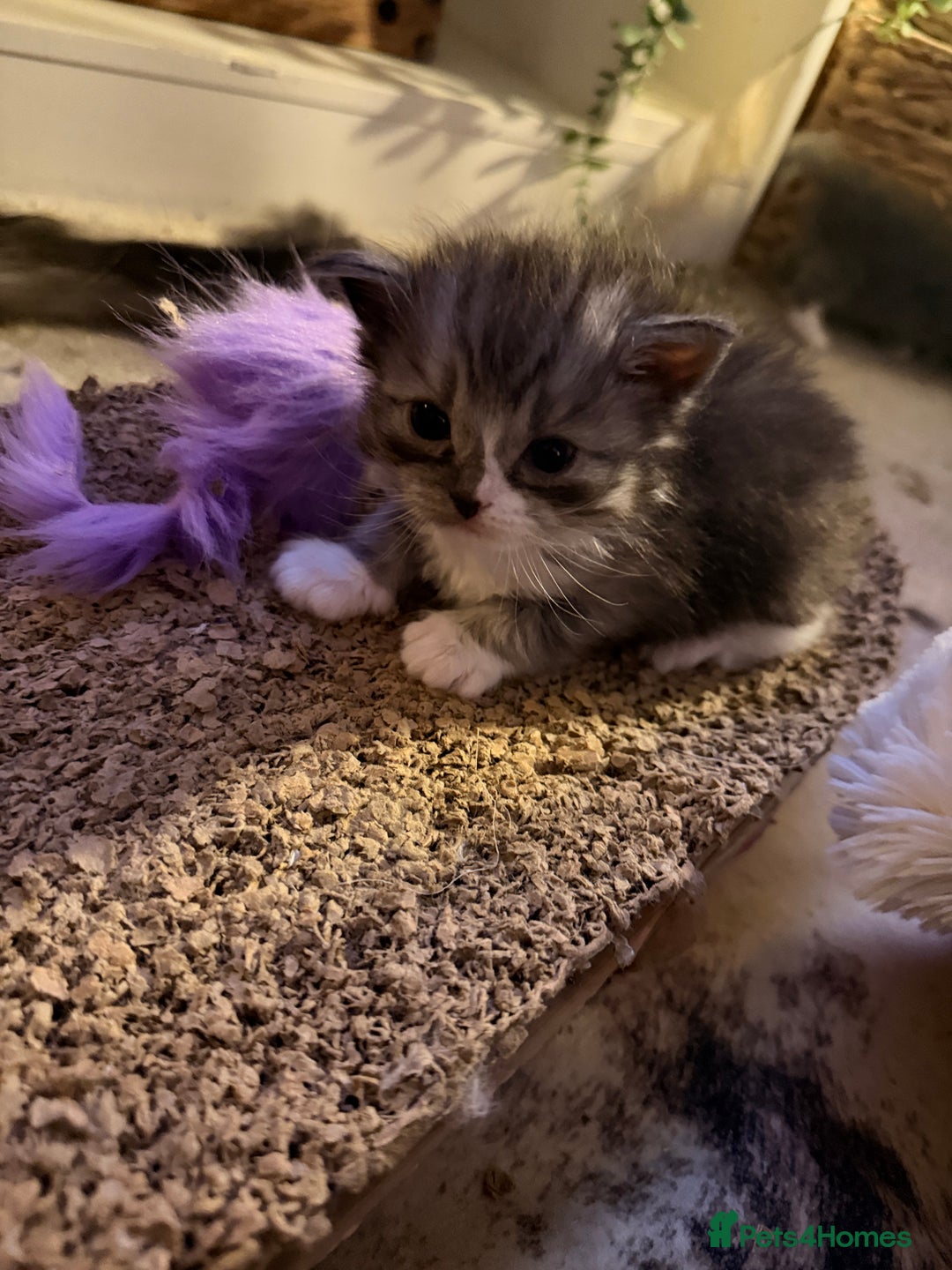 Ragdoll cats for sale: Beautiful Persia dolls  - Advert 9