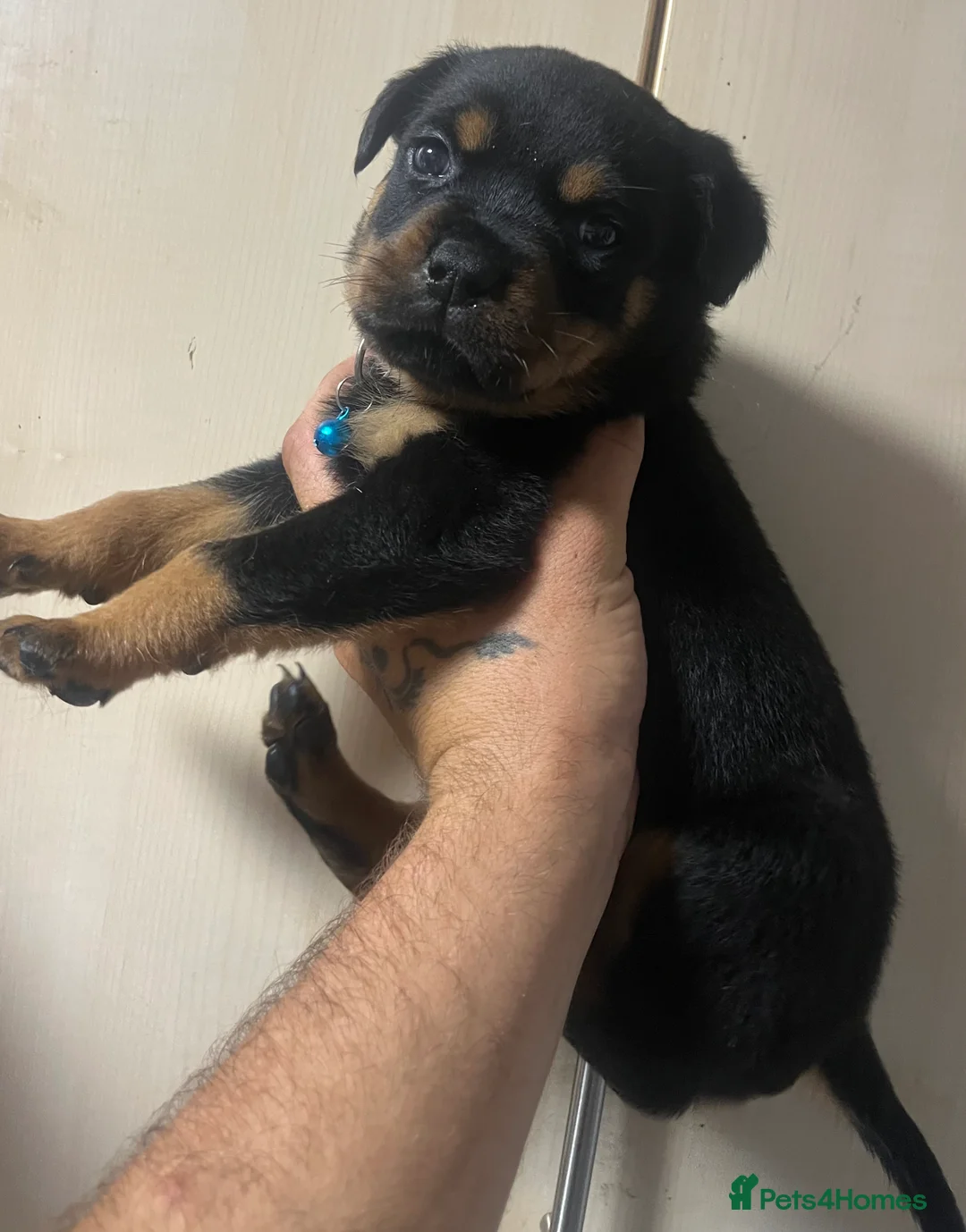 Rottweiler dogs for sale: Rottweiler puppies - Advert 2