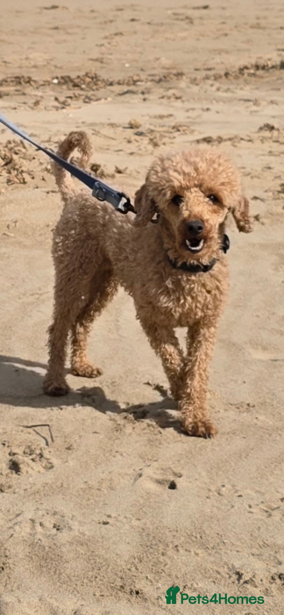 Toy Poodle dogs toy poodle short notice DNA clear PRA in Nottingham - Advert 14