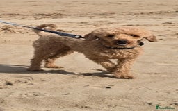 Toy Poodle dogs for stud: toy poodle short notice DNA clear PRA in Nottingham - Image 1
