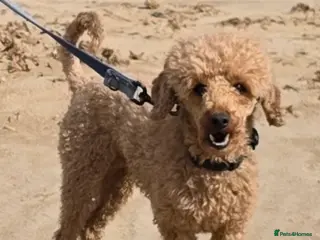 Toy Poodle dogs toy poodle short notice DNA clear PRA in Nottingham - Advert 19