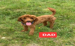 Cavapoo dogs for sale: Exquisite little cavapoos ready to go! - Image 12